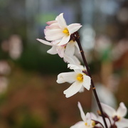 27th Apr 2023 - abeliophyllum aka white forsythia