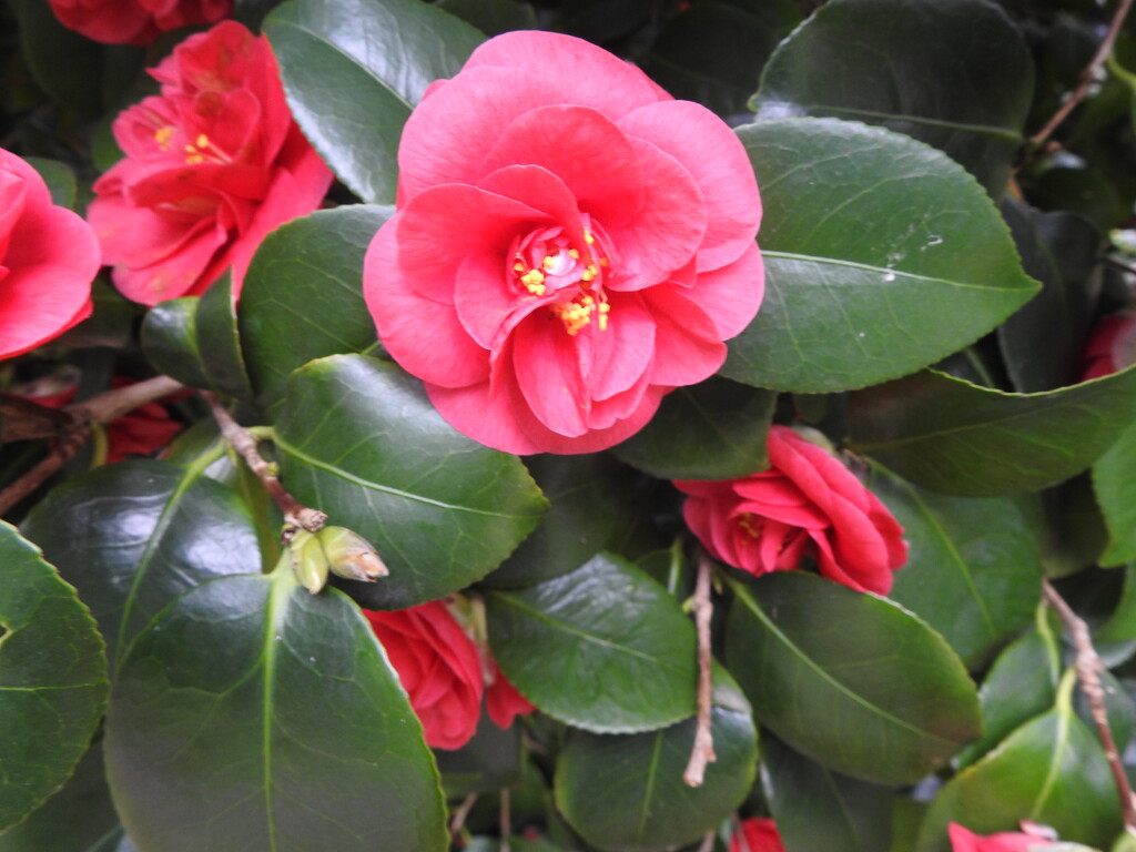 Camellia by oldjosh