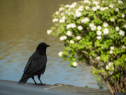 26th Apr 2023 - Season of the Crow