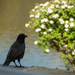 Season of the Crow by heftler