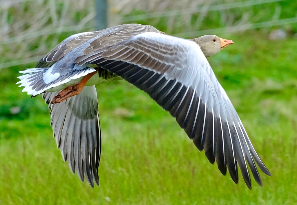 Graylag Goose by brocky59