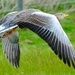 Graylag Goose by brocky59