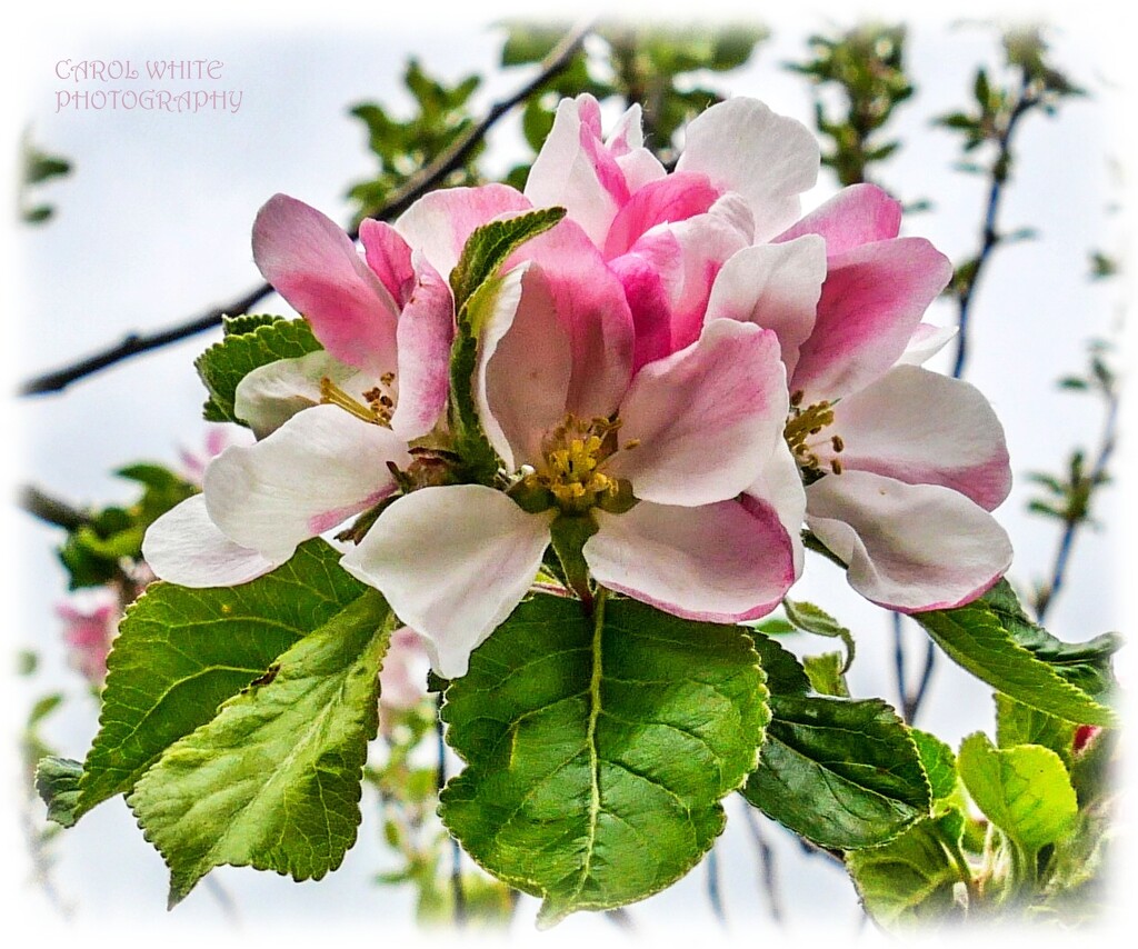 Apple Blossom by carolmw
