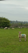 27th Apr 2023 - Lambs 
