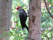 27th Apr 2023 - Pileated Woodpecker