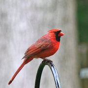 20th Apr 2023 - Cardinal