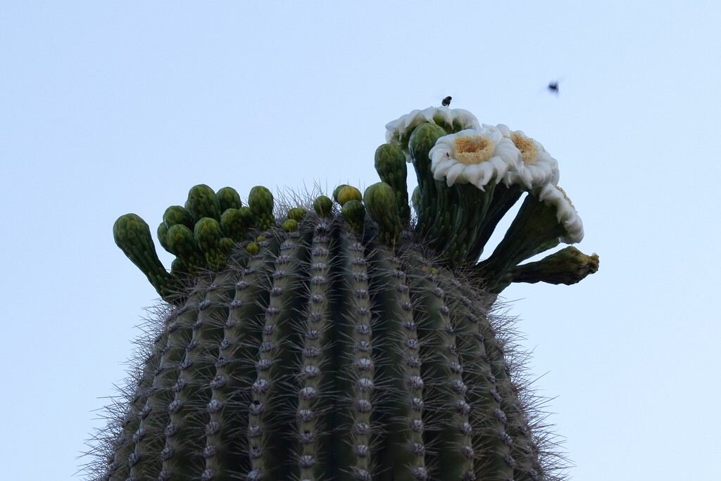 Saguaro Blooms by sandlily