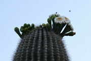26th Apr 2023 - Saguaro Blooms