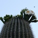 Saguaro Blooms by sandlily