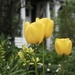 A great year for tulips by delboy207