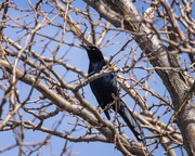 25th Apr 2023 - great tailed grackle