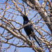 great tailed grackle by aecasey