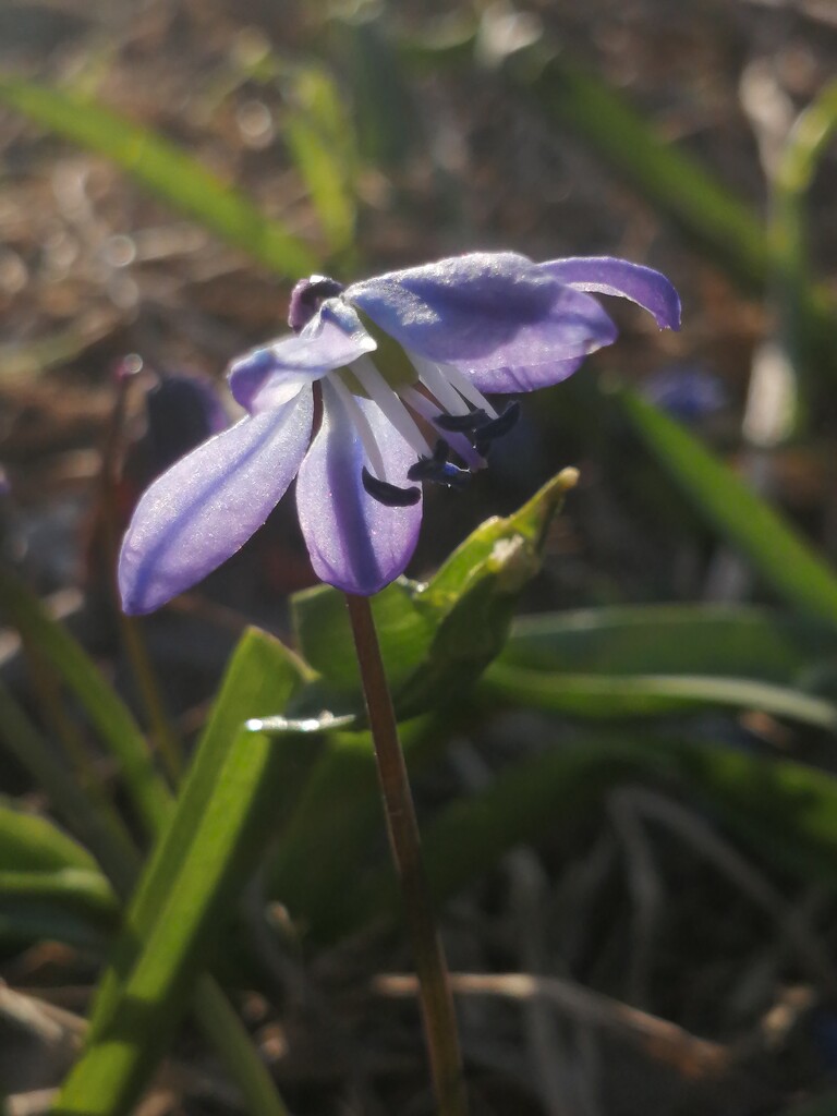 Siberian Squill  by princessicajessica