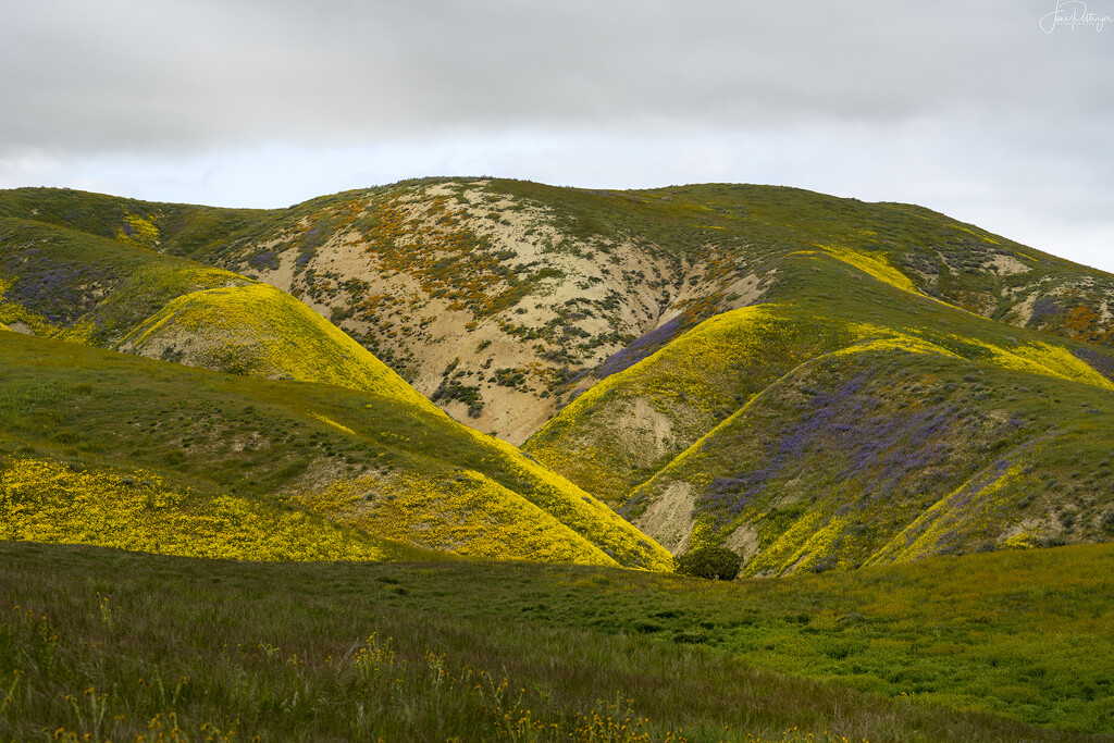Hills, Valleys and Blooms  by jgpittenger