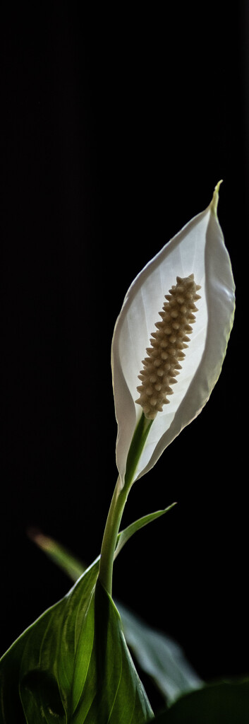 Peace lily_2 by darchibald