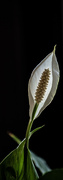 27th Apr 2023 - Peace lily_2