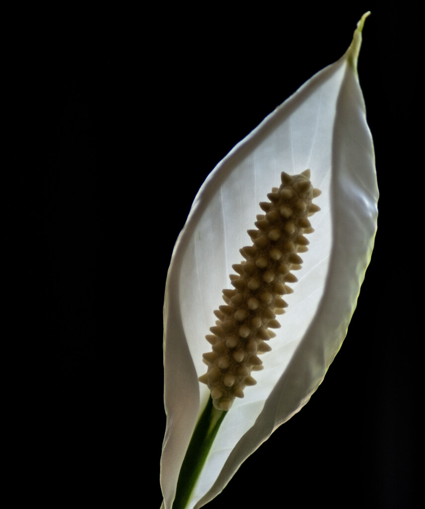 Peace lily_3 by darchibald