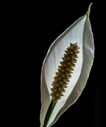 27th Apr 2023 - Peace lily_3