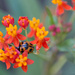 Milkweed with ladybug by ingrid01