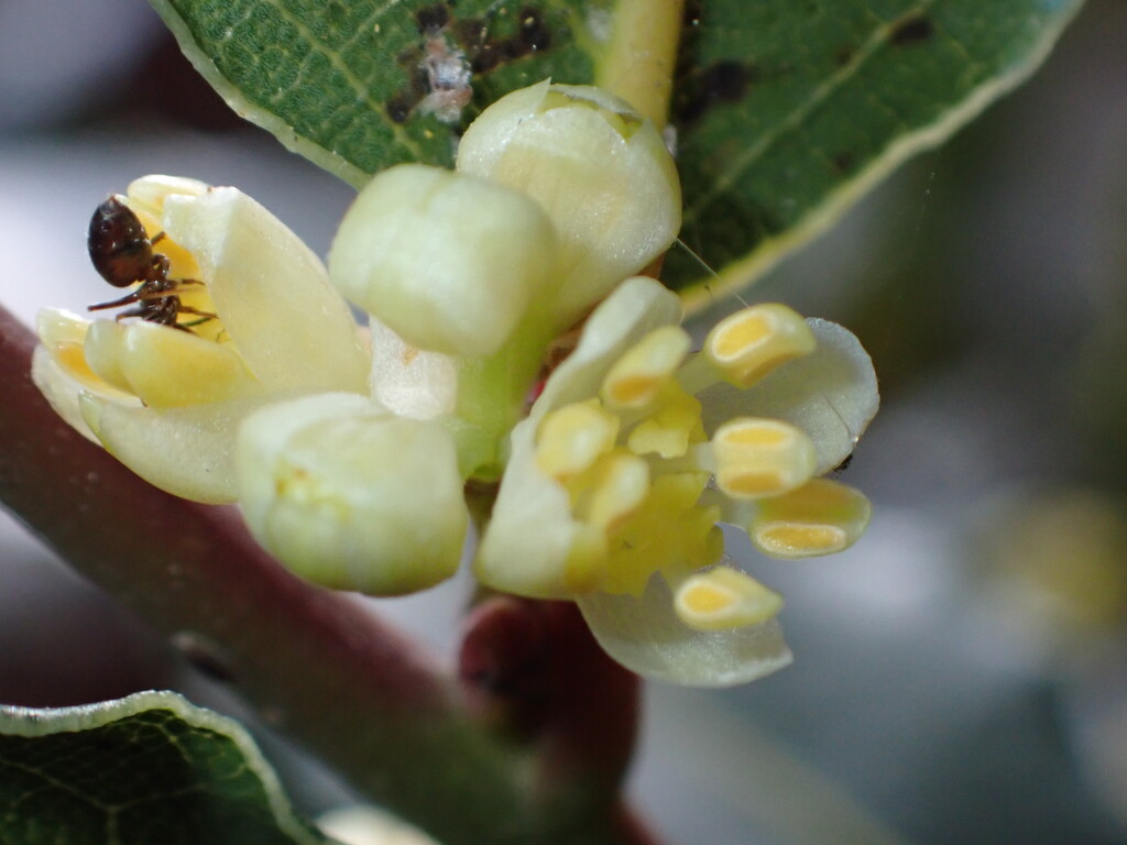 Ant enjoying bay tree flower? by speedwell