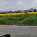 Fields of yellow