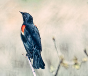 27th Apr 2023 - Another Red Winged Blackbird