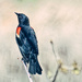 Another Red Winged Blackbird by gardencat
