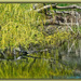 Fallen Willow by gardencat