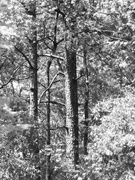 28th Apr 2023 - Up in the loblolly pines...