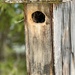 Bird House-No vacancy  by eahopp