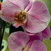 Pink Lady orchid by larrysphotos