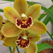 Boat orchid by larrysphotos