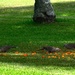  Four Spotted Doves & One Water Dragon ~  by happysnaps