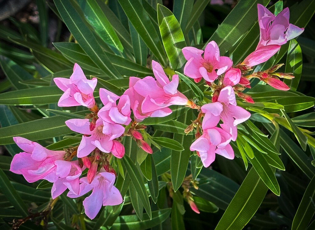 Oleander Flowers by 365projectorgbilllaing