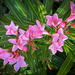Oleander Flowers by 365projectorgbilllaing