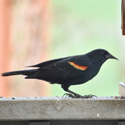 26th Apr 2023 - Mr. Redwing Blackbird