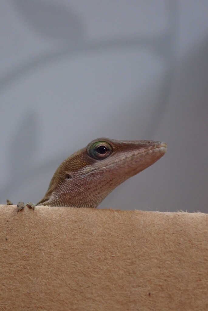 Curious Lizard by matsaleh