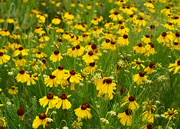 26th Apr 2023 - Bitter sneezeweed 