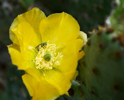 28th Apr 2023 - Prickly pear