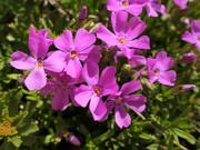 27th Apr 2023 - Phlox