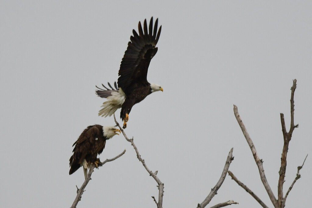 Two Bald Eagles by kareenking
