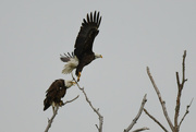 27th Apr 2023 - Two Bald Eagles