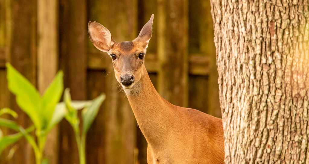 Deer In My Backyard! by rickster549