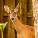 Deer In My Backyard! by rickster549
