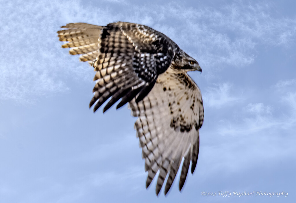 Hawk Flies By by taffy