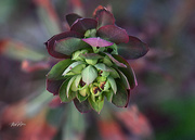 26th Apr 2023 - ~Euphorbia