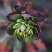 ~Euphorbia by crowfan