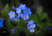 27th Apr 2023 - ~Forget Me Nots~