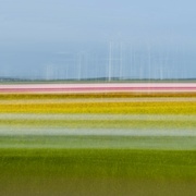 27th Apr 2023 - Dutch tulips and windmills
