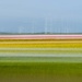 Dutch tulips and windmills by stimuloog